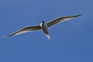 Sea Bird Prints: Elegant tern (Thalasseus elegans) in flight