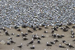 Elegant tern (Thalasseus elegans) and Heermanns gull (Larus heermanni) breeding colony, Isla Rasa, Gulf of California (Sea of Cortez), Baja California, Mexico, North America
