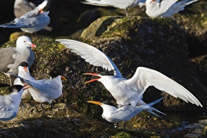 Sea Bird Prints: Elegant terns (Thalasseus elegans) mating
