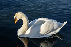 Golden Light Prints: Elegant white swan gliding on serene blue water with a clear reflection and soft lighting