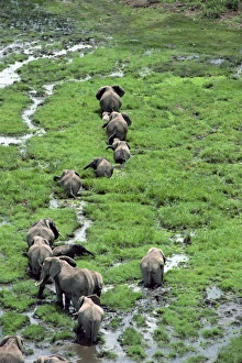 Amboseli Prints: Elephant, Amboseli National Park