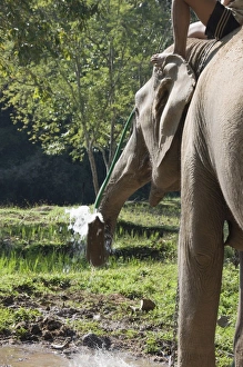 Images Dated 3rd January 2008: Elephant at the Anantara Golden Triangle Resort, Sop Ruak, Golden Triangle