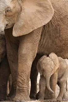 Addo Elephant National Park Gallery: Elephant and baby (Loxodonta africana), Addo Elephant National Park, Eastern Cape