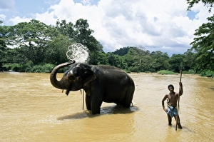 Sinelese Prints: Elephant bathing in the river after a working day