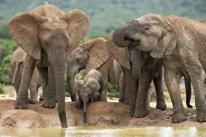 Images Dated 11th December 2008: Elephant breeding herd (Loxodonta africana), Addo Elephant National Park