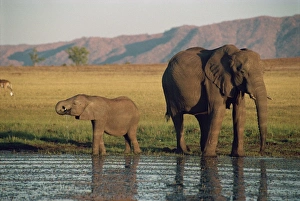Two Animal Prints: Elephant and calf
