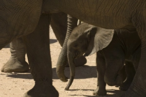 Baby Animals Prints: Elephant calf, Amboseli National Park, Kenya, East Africa, Africa