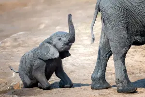 Immature Prints: Elephant calf climbing out of the water hole in Hwange National Park, Zimbabwe, Africa