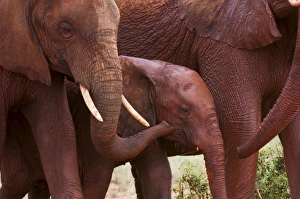 Elephant Trunk Prints: Elephant calf (Loxodonta africana), Tsavo East National Park, Kenya, East Africa, Africa