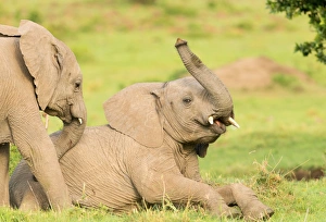 Lying On Front Prints: Elephant calves playing in the Masai Mara, Kenya, East Africa, Africa