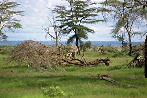 Elephant damage