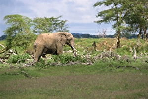 Samburu Prints: Elephant damage
