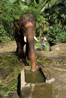 Capitivity Prints: Elephant drinking