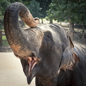 Animal Head Prints: Elephant feeding at Pinnewala Elephant Orphanage, Sri Lanka, Asia