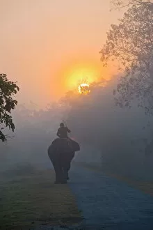 Foggy Gallery: Elephant in the fog below the rising sun, Kaziranga National Park, UNESCO World Heritage Site