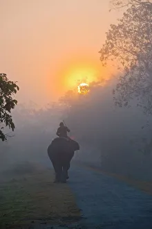 Images Dated 7th January 2008: Elephant in the fog below the rising sun, Kaziranga National Park, UNESCO World Heritage Site