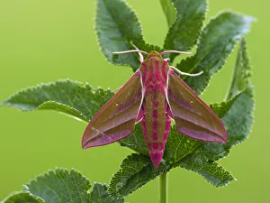 Invertebrates Prints: Elephant Hawkmoth, County Clare, Munster, Republic of Ireland, Europe