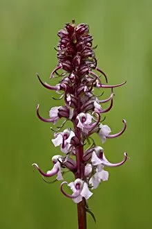 Images Dated 11th July 2010: Elephant heads (little red elephants) (Pedicularis groenlandica), Cottonwood Pass