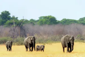 Wild Animals Prints: Elephant herd heading towards the waterhole, Hwange National Park, Zimbabwe, Africa