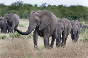 Elephants Prints: Elephant herd, Kruger National Park, South Africa, Africa