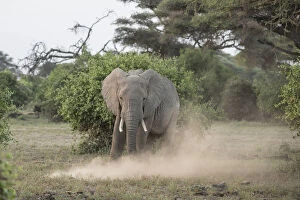 Dust Gallery: Elephant kicking up dust in Amboseli National Park, Kenya, East Africa, Africa