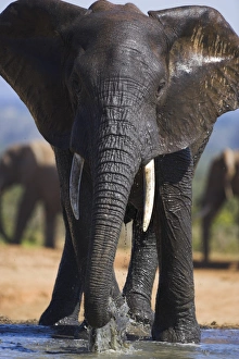 Elephant, Loxodonta africana
