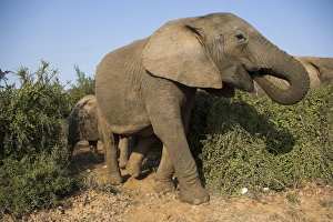Elephant, Loxodonta africana