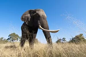 Images Dated 3rd June 2009: Elephant (Loxodonta africana), Abu Camp, Okavango Delta, Botswana, Africa