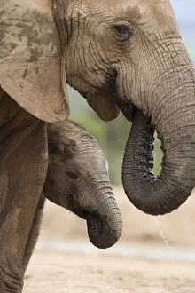 Elephant (Loxodonta africana) and baby, Addo Elephant National Park, Eastern Cape