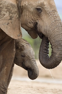 Images Dated 10th December 2008: Elephant (Loxodonta africana) and baby, Addo Elephant National Park, Eastern Cape
