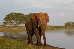 Ears Prints: Elephant (Loxodonta africana) bull, Zimanga private game reserve, South Africa, Africa