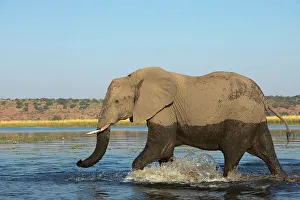 Tusk Prints: Elephant (Loxodonta africana) bull in Chobe River, Chobe National Park, Botswana, Africa