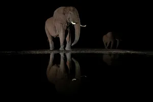 Night Sky Prints: Elephant (Loxodonta africana) bull at night, Zimanga private game reserve, South Africa