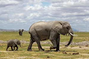 Calf Prints: Elephant (Loxodonta africana) and calf, Amboseli National Park, Kenya, East Africa, Africa