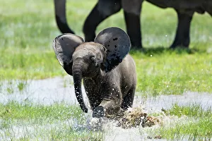 Adorable Prints: Elephant (Loxodonta africana) calf, Amboseli National Park, Kenya, East Africa, Africa