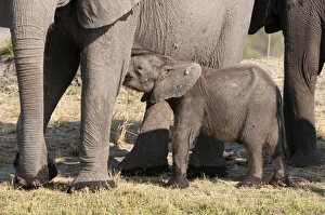 Elephant (Loxodonta africana) calf, Chobe National Park, Botswana, Africa