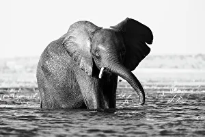 Strong Prints: Elephant (Loxodonta africana) in Chobe River, Chobe National Park, Botswana, Africa