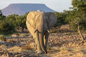 Damaraland Prints: Elephant (Loxodonta africana), Damaraland, Kunene, Namibia, Africa