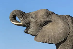State Park Prints: Elephant (Loxodonta africana) drinking, Mashatu Game Reserve, Botswana, Africa