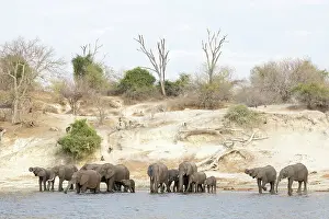 Elephant (Loxodonta africana) drinking in Chobe River, Chobe National Park, Botswana, Africa
