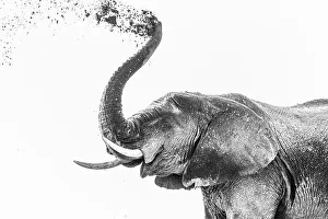 Strength Prints: Elephant (Loxodonta africana) dusting, Chobe National Park, Botswana, Africa
