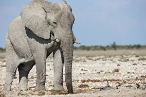 Elephant (Loxodonta africana), Etosha National Park, Namibia, Africa