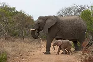 Images Dated 8th November 2010: Elephant (Loxodonta africana), Kapama Game Reserve, South Africa, Africa