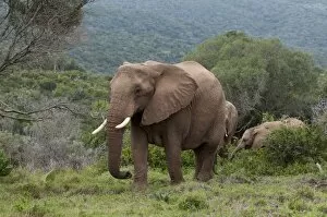 Images Dated 17th April 2010: Elephant (Loxodonta africana), Kariega Game Reserve, South Africa, Africa