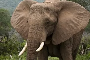 Tusk Gallery: Elephant (Loxodonta africana), Kariega Game Reserve, South Africa, Africa