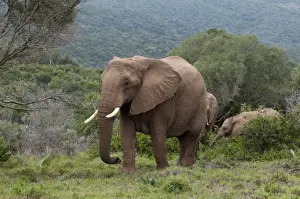 Elephant (Loxodonta africana), Kariega Game Reserve, South Africa, Africa