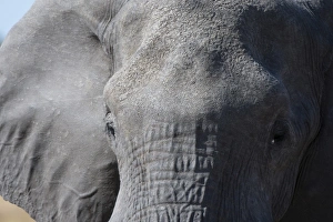 Eyes To Camera Prints: Elephant (Loxodonta africana), Khwai Concession, Okavango Delta, Botswana, Africa