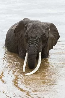 Tusk Gallery: Elephant (Loxodonta africana) in the river, Masai Mara National Reserve, Kenya, East Africa, Africa