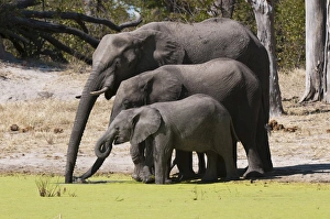 Elephant (Loxodonta africana), Savute Channel, Linyanti, Botswana, Africa Elephant (Loxodonta africana), Savute Channel, Linyanti, Botswana, Africa