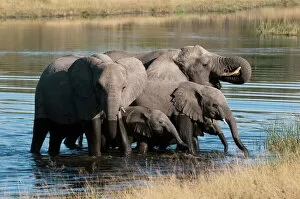 Togetherness Gallery: Elephant (Loxodonta africana), Savute Channel, Linyanti, Botswana, Africa